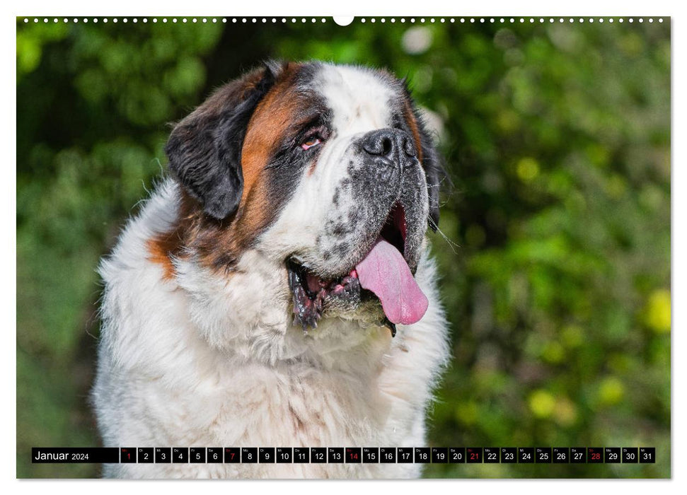 Saint Bernard - géant à quatre pattes (Calendrier mural CALVENDO Premium 2024) 