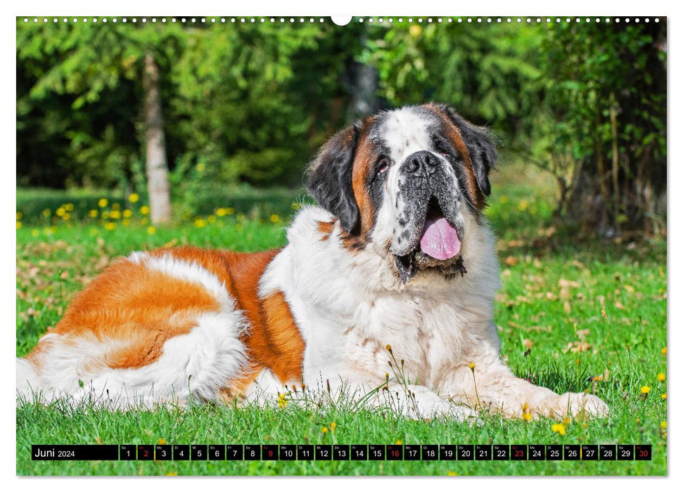 Saint Bernard - géant à quatre pattes (Calendrier mural CALVENDO Premium 2024) 