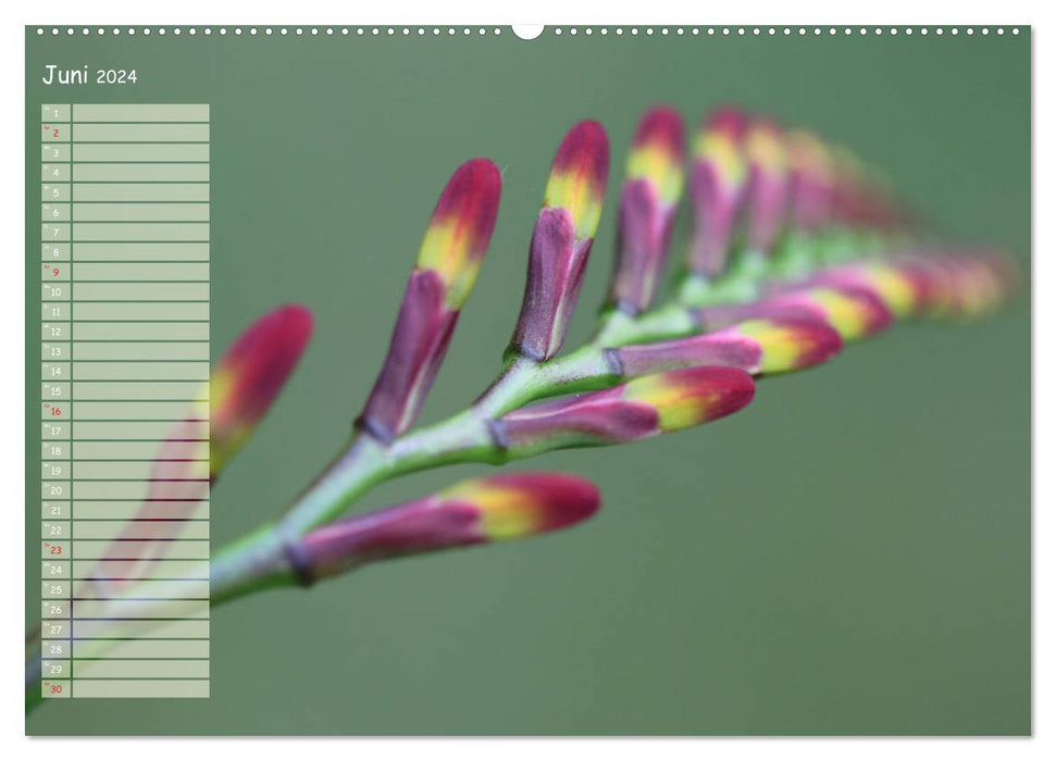 Petites beautés du jardin (Calendrier mural CALVENDO 2024) 