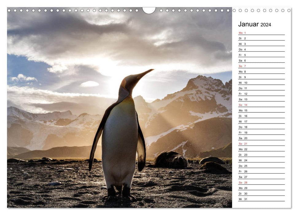 Pinguinliebe (CALVENDO Wandkalender 2024)