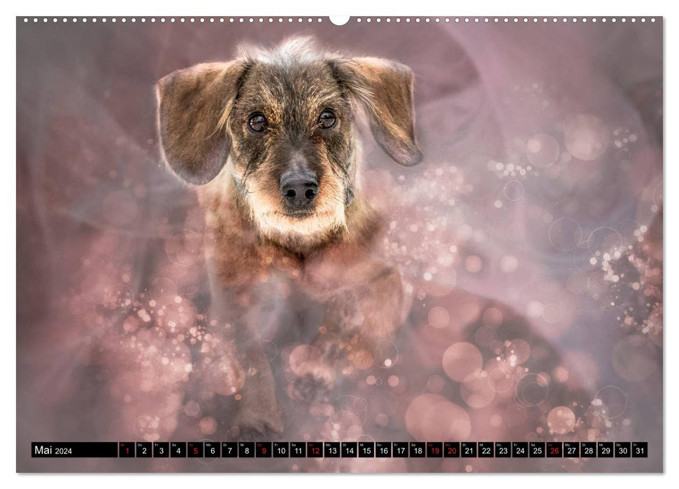 Chiens magiques - des chiens qui nous enchantent chaque jour (Calendrier mural CALVENDO Premium 2024) 