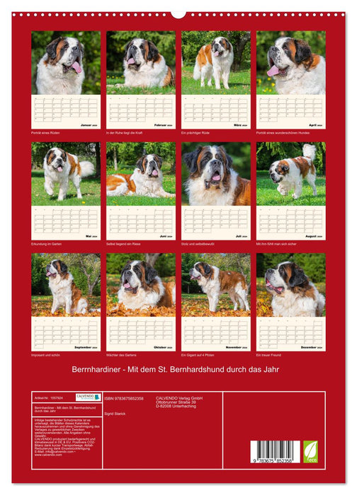 Bernhardiner - Mit dem St. Bernhardshund durch das Jahr (CALVENDO Premium Wandkalender 2024)