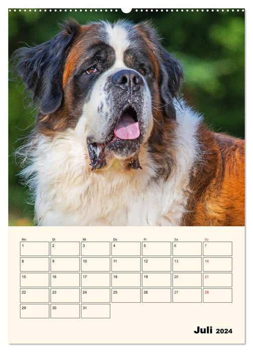 Bernhardiner - Mit dem St. Bernhardshund durch das Jahr (CALVENDO Premium Wandkalender 2024)