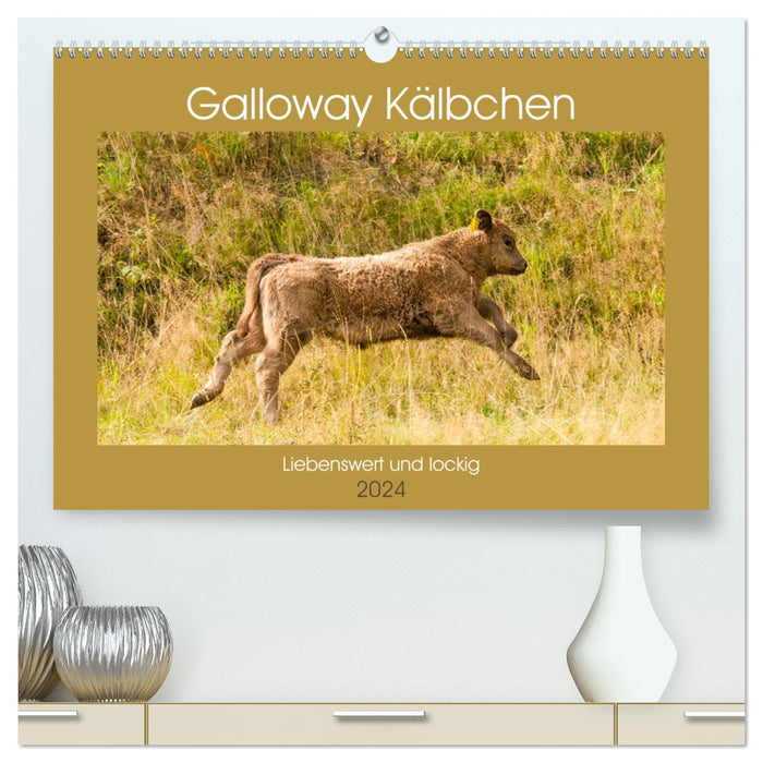 Galloway Kälbchen - Liebenswert und lockig (CALVENDO Premium Wandkalender 2024)