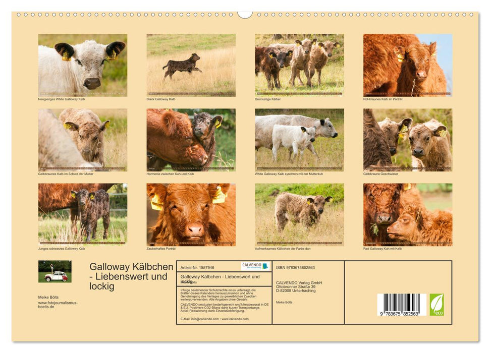 Veau Galloway - adorable et bouclé (Calvendo Premium Wall Calendar 2024) 