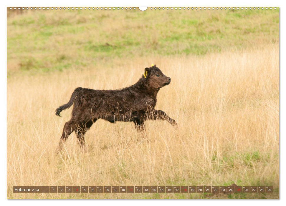 Veau Galloway - adorable et bouclé (Calvendo Premium Wall Calendar 2024) 