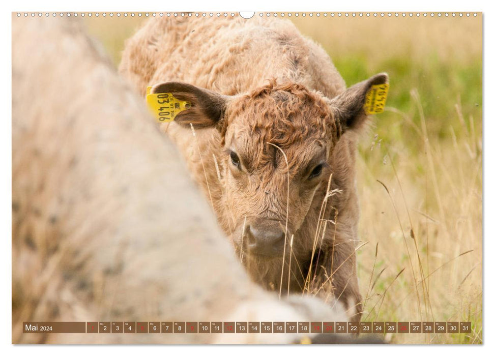 Veau Galloway - adorable et bouclé (Calvendo Premium Wall Calendar 2024) 