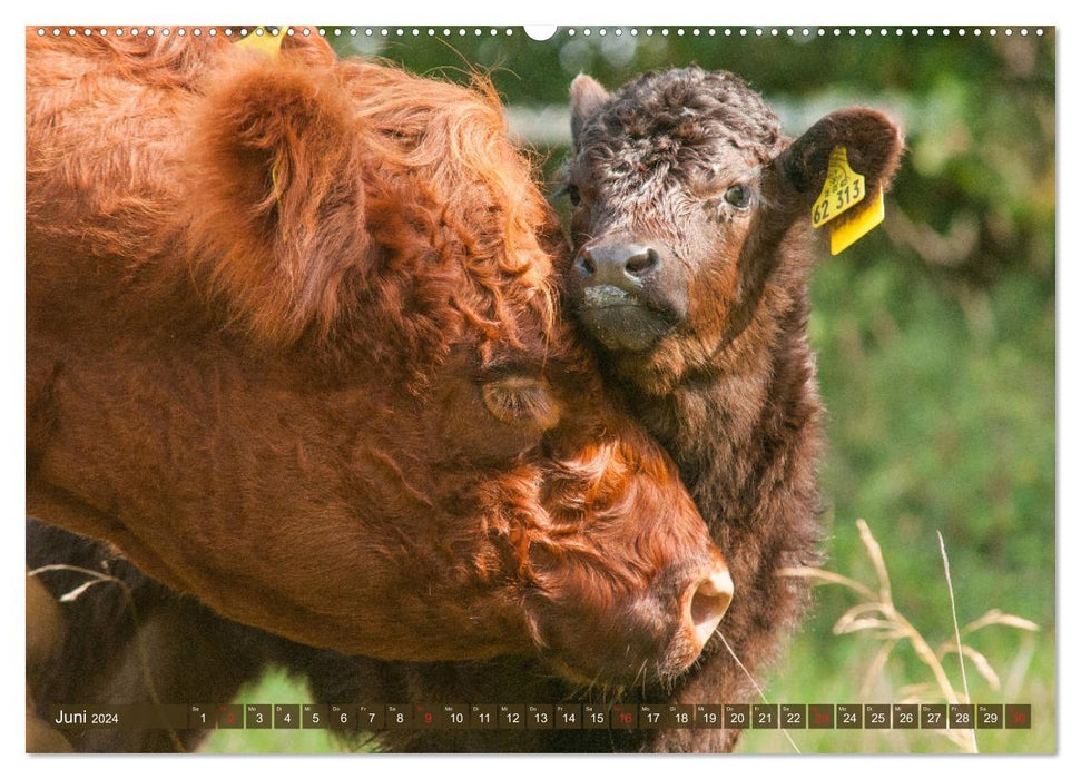 Veau Galloway - adorable et bouclé (Calvendo Premium Wall Calendar 2024) 