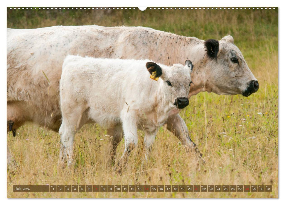 Veau Galloway - adorable et bouclé (Calvendo Premium Wall Calendar 2024) 