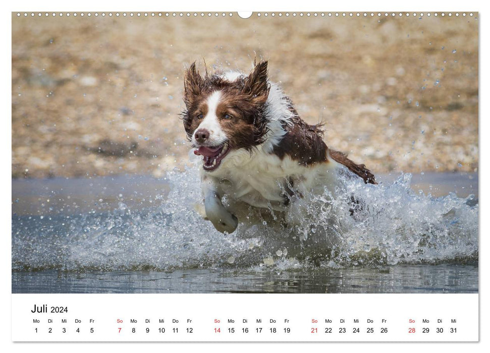 Border Collie - Coloré et intelligent ! (Calendrier mural CALVENDO Premium 2024) 