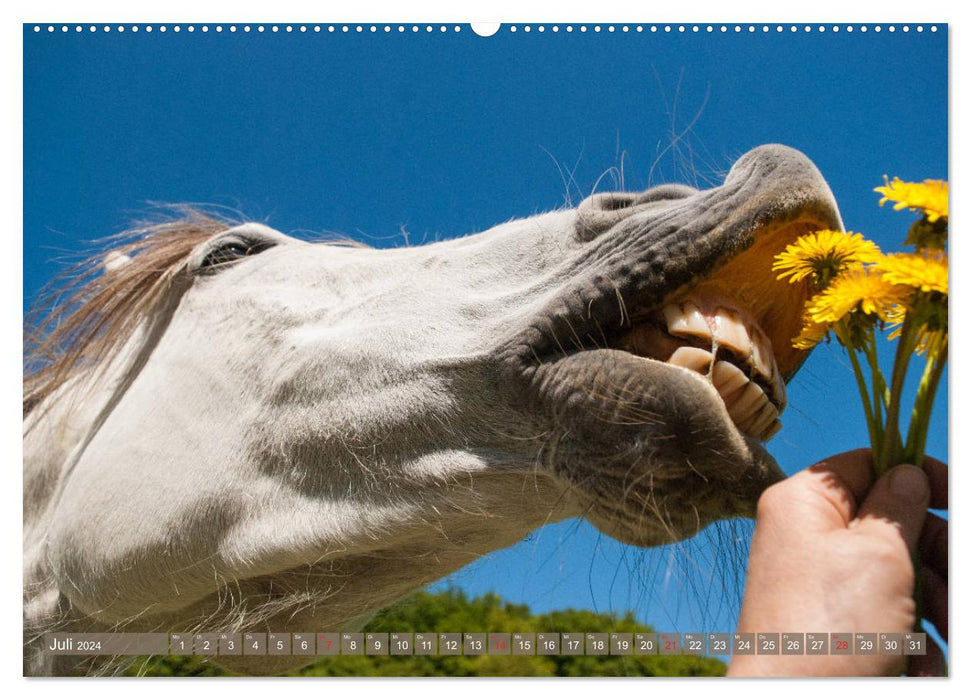 Das Lachen der Pferde - Lustige Gesichter (CALVENDO Premium Wandkalender 2024)