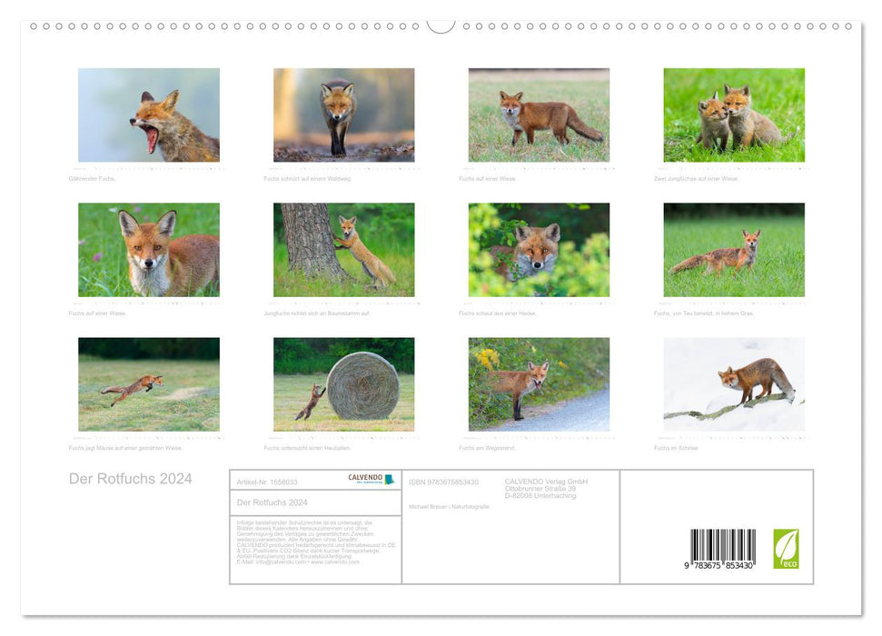 Le Renard Roux (Calvendo Premium Wall Calendar 2024) 