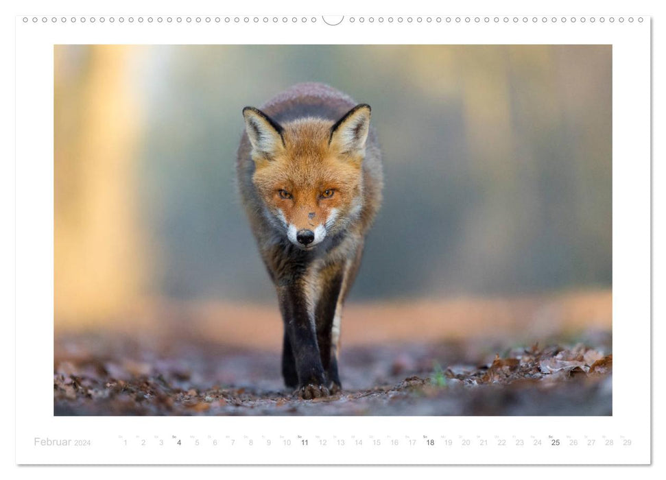 Der Rotfuchs (CALVENDO Premium Wandkalender 2024)