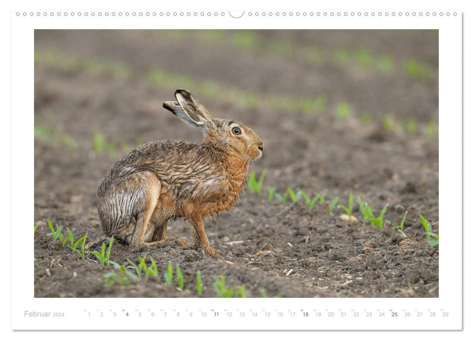 Der Feldhase (CALVENDO Wandkalender 2024)