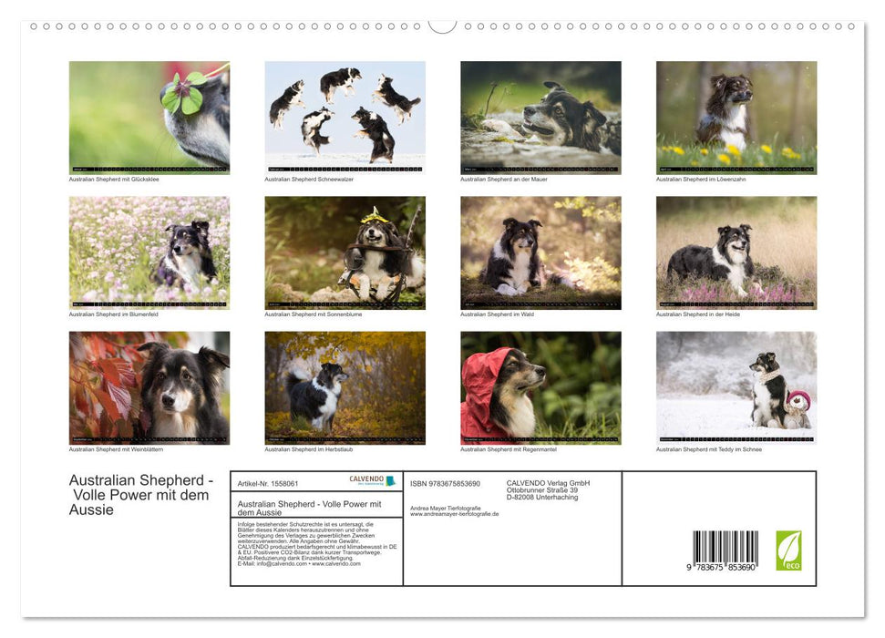 Australian Shepherd - volle Power mit dem Aussie (CALVENDO Premium Wandkalender 2024)