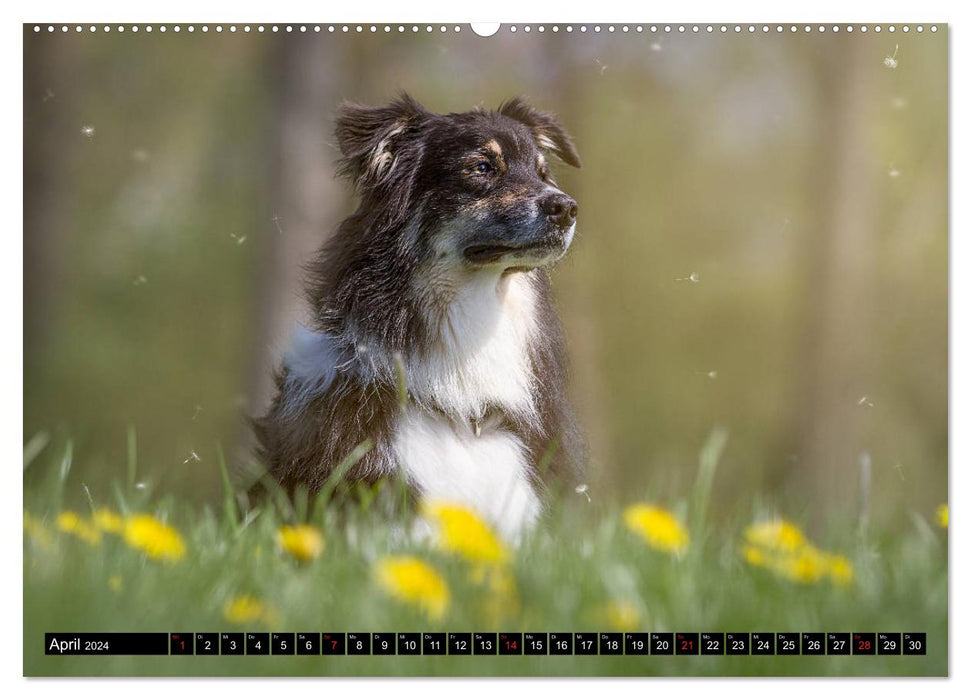 Australian Shepherd - volle Power mit dem Aussie (CALVENDO Premium Wandkalender 2024)