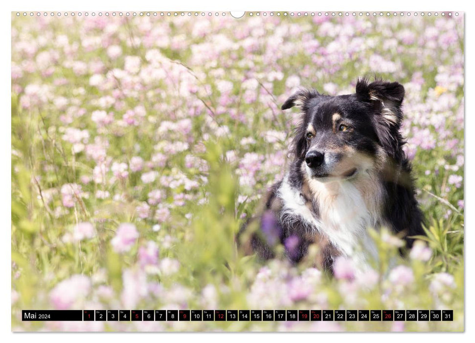 Australian Shepherd - volle Power mit dem Aussie (CALVENDO Premium Wandkalender 2024)