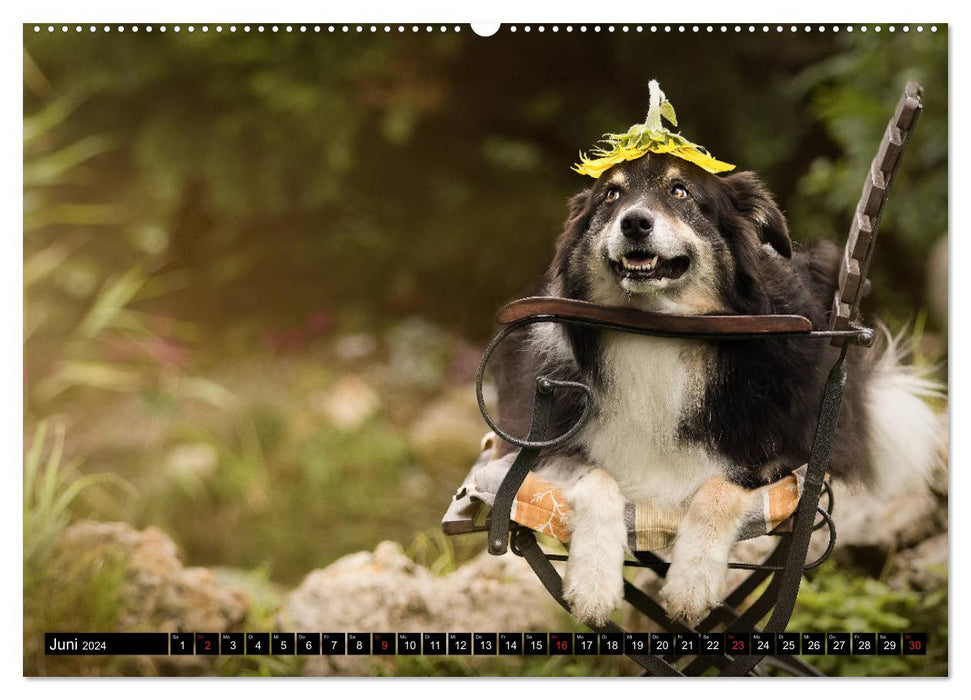 Australian Shepherd - volle Power mit dem Aussie (CALVENDO Premium Wandkalender 2024)