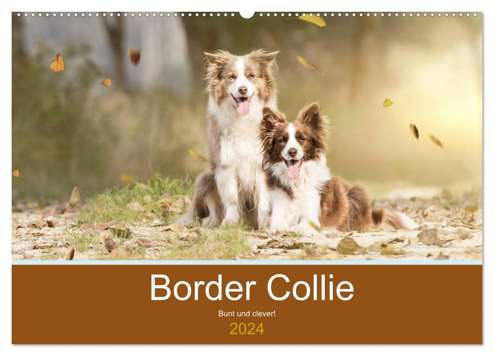 Border Collie - Bunt und clever! (CALVENDO Wandkalender 2024)