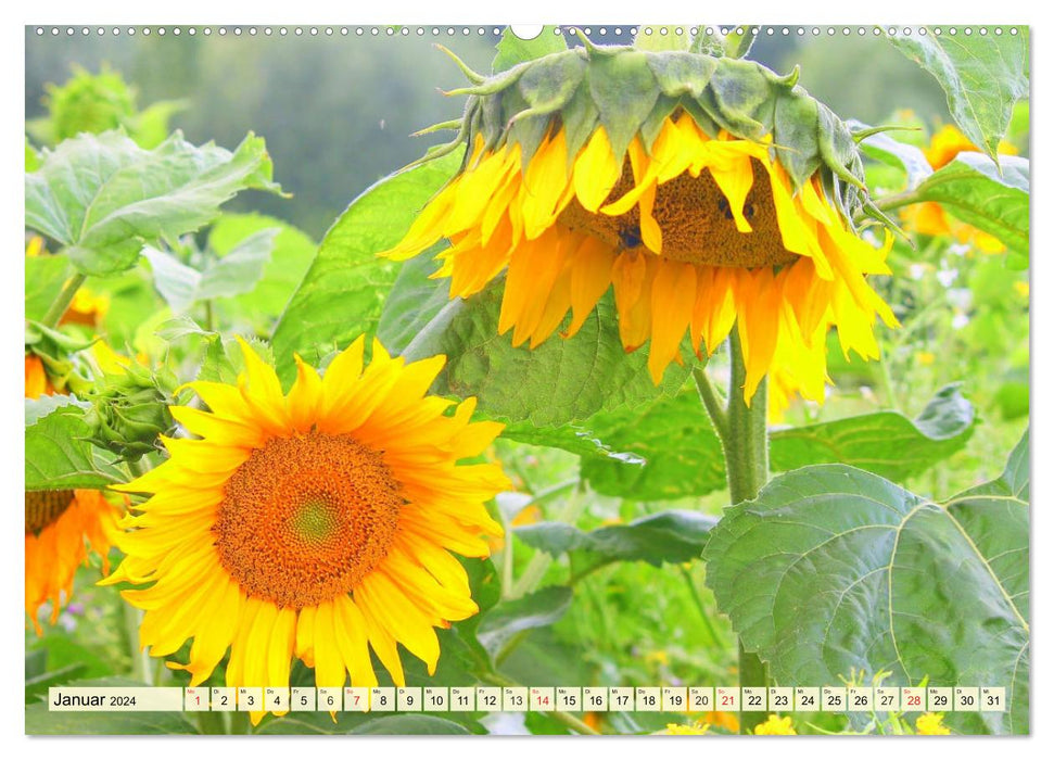 Sonnenblumen. Das Strahlen des Sommers (CALVENDO Premium Wandkalender 2024)