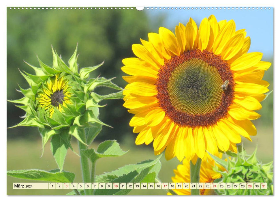 Sonnenblumen. Das Strahlen des Sommers (CALVENDO Premium Wandkalender 2024)