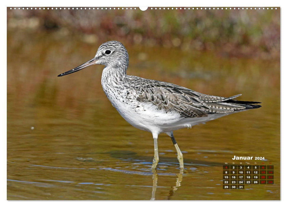 Limikolen - Watvögel Europas (CALVENDO Premium Wandkalender 2024)