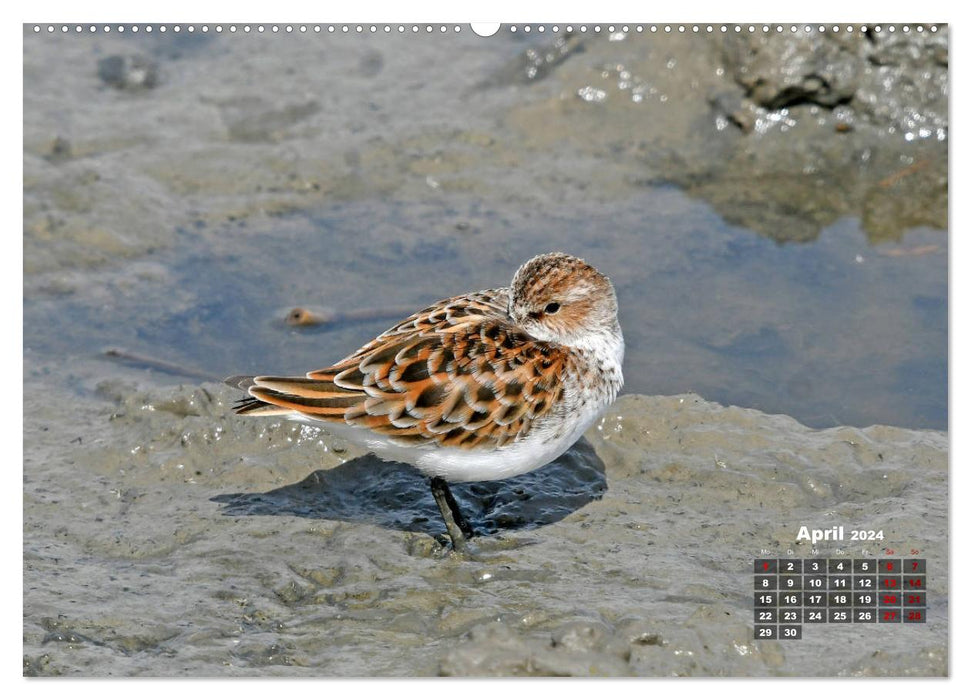 Limikolen - Watvögel Europas (CALVENDO Premium Wandkalender 2024)