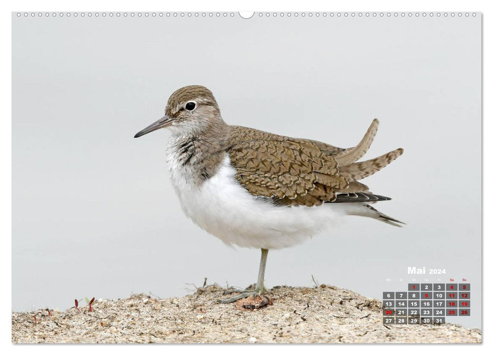 Limikolen - Watvögel Europas (CALVENDO Premium Wandkalender 2024)