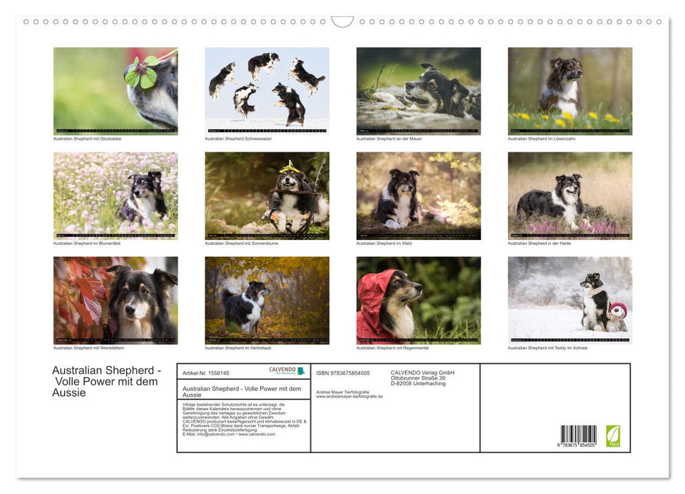 Australian Shepherd - volle Power mit dem Aussie (CALVENDO Wandkalender 2024)