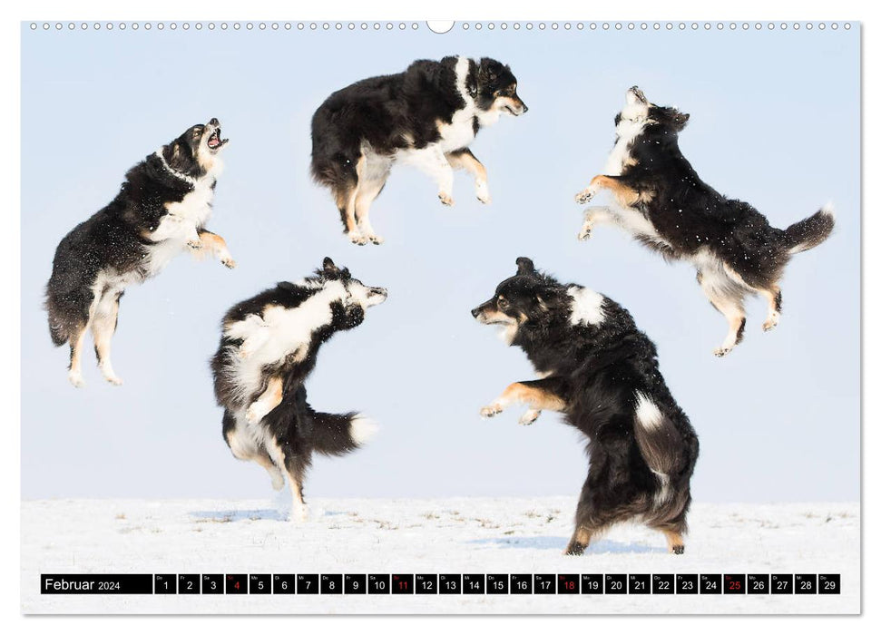 Australian Shepherd - volle Power mit dem Aussie (CALVENDO Wandkalender 2024)