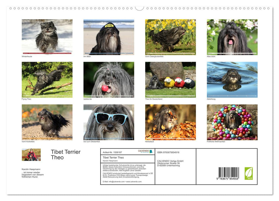 Tibet Terrier Theo (CALVENDO Premium Wandkalender 2024)