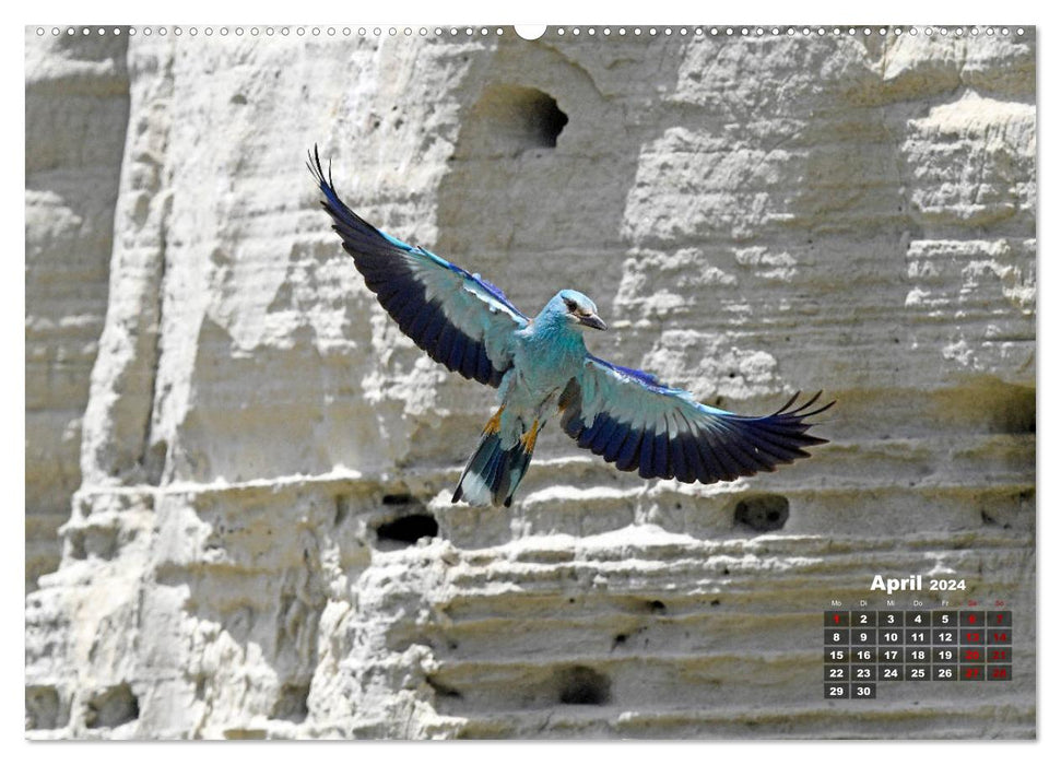 Die Vogelwelt Südeuropas (CALVENDO Premium Wandkalender 2024)