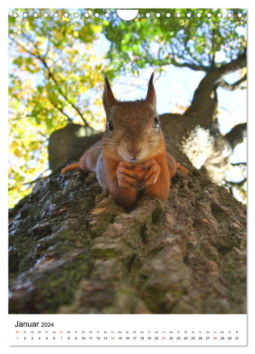 Eichhörnchen - Einfach zum Verlieben (CALVENDO Wandkalender 2024)
