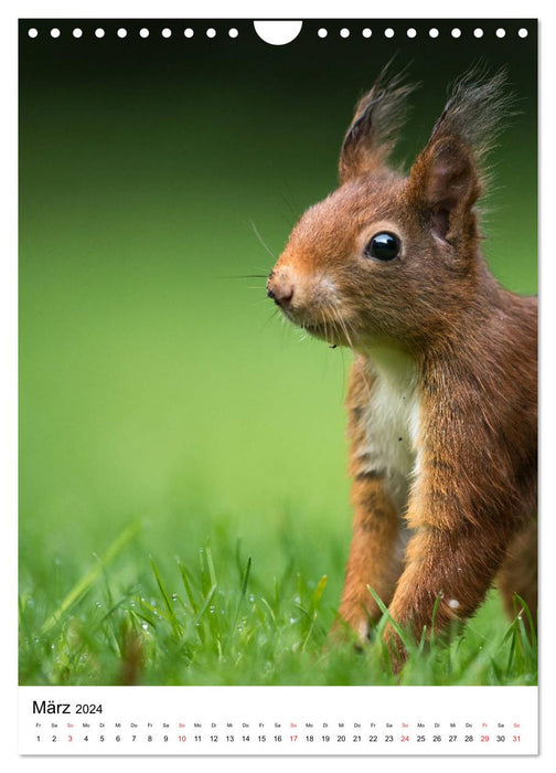 Eichhörnchen - Einfach zum Verlieben (CALVENDO Wandkalender 2024)