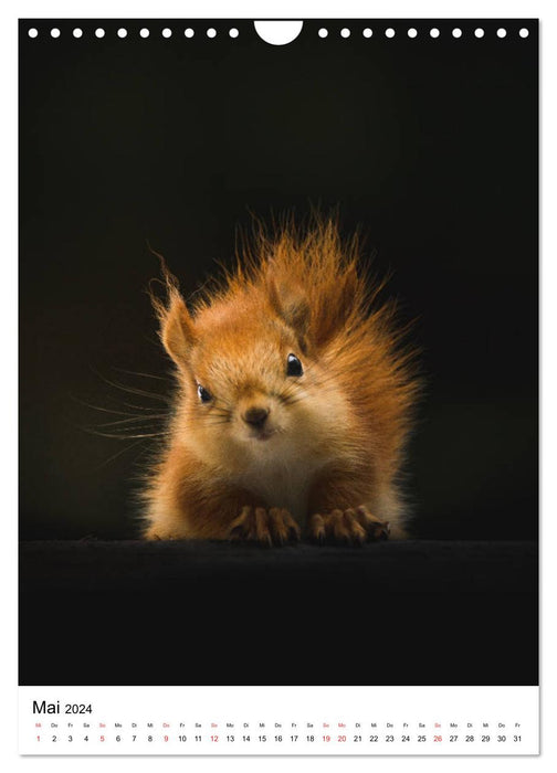 Eichhörnchen - Einfach zum Verlieben (CALVENDO Wandkalender 2024)