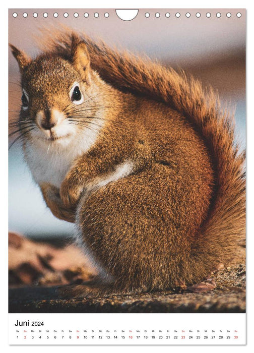 Eichhörnchen - Einfach zum Verlieben (CALVENDO Wandkalender 2024)