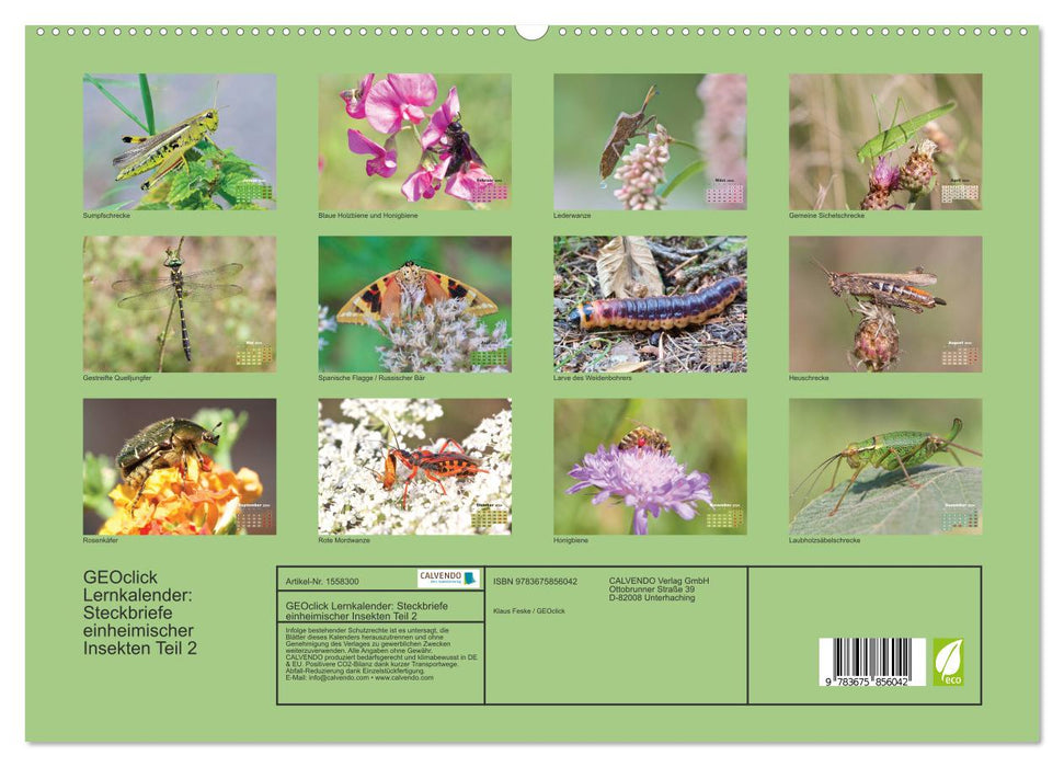 GEOclick Lernkalender: Porträts einheimischer Insekten (CALVENDO Premium Wandkalender 2024)