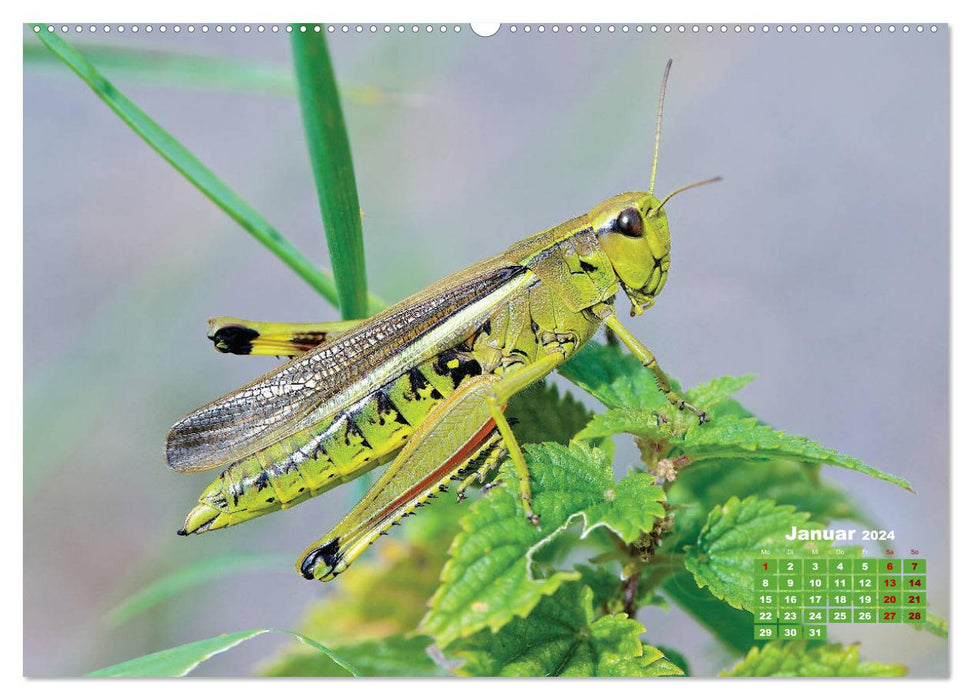 GEOclick Lernkalender: Porträts einheimischer Insekten (CALVENDO Premium Wandkalender 2024)