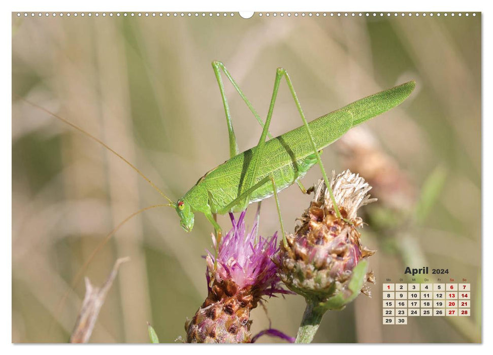 GEOclick Lernkalender: Porträts einheimischer Insekten (CALVENDO Premium Wandkalender 2024)