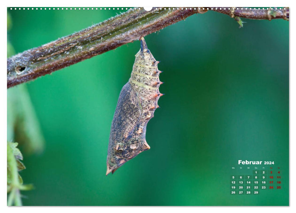 GEOclick Lernkalender: Porträts einheimischer Schmetterlinge (CALVENDO Premium Wandkalender 2024)