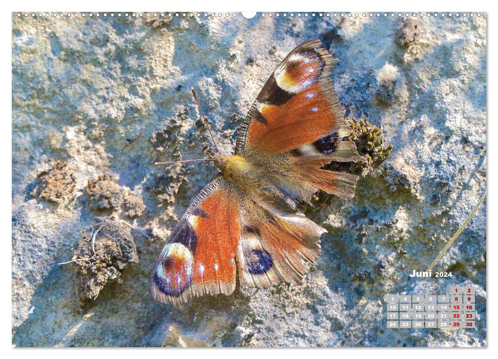 GEOclick Lernkalender: Porträts einheimischer Schmetterlinge (CALVENDO Premium Wandkalender 2024)