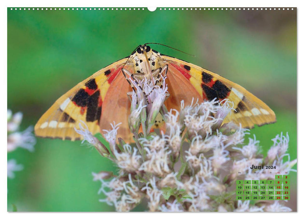 GEOclick Lernkalender: Porträts einheimischer Insekten (CALVENDO Wandkalender 2024)