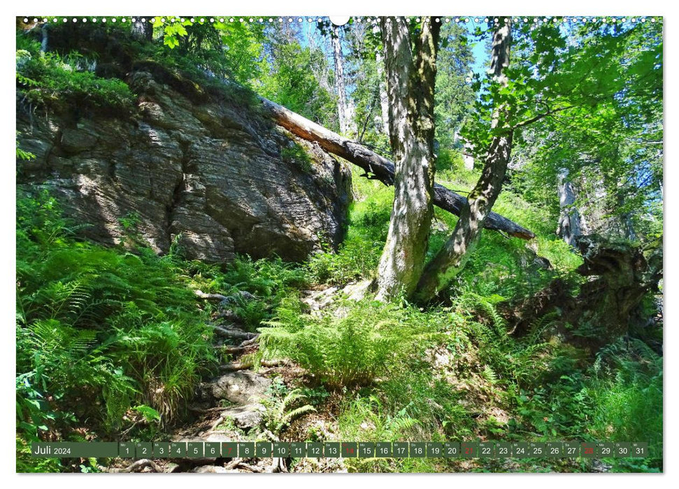 Expériences de randonnée dans la forêt bavaroise (Calendrier mural CALVENDO Premium 2024) 