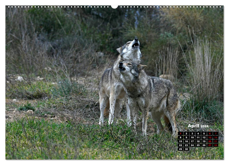 Willkommen Wolf (CALVENDO Wandkalender 2024)