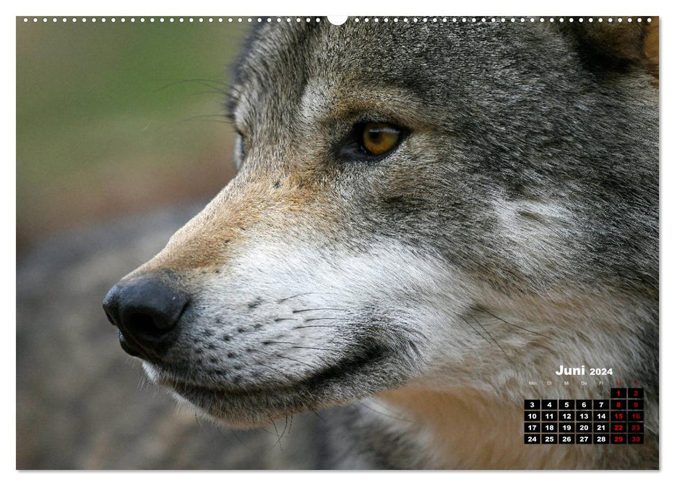 Willkommen Wolf (CALVENDO Wandkalender 2024)