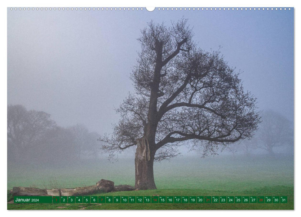 Sanfte Riesen - Bäume zum Träumen (CALVENDO Premium Wandkalender 2024)