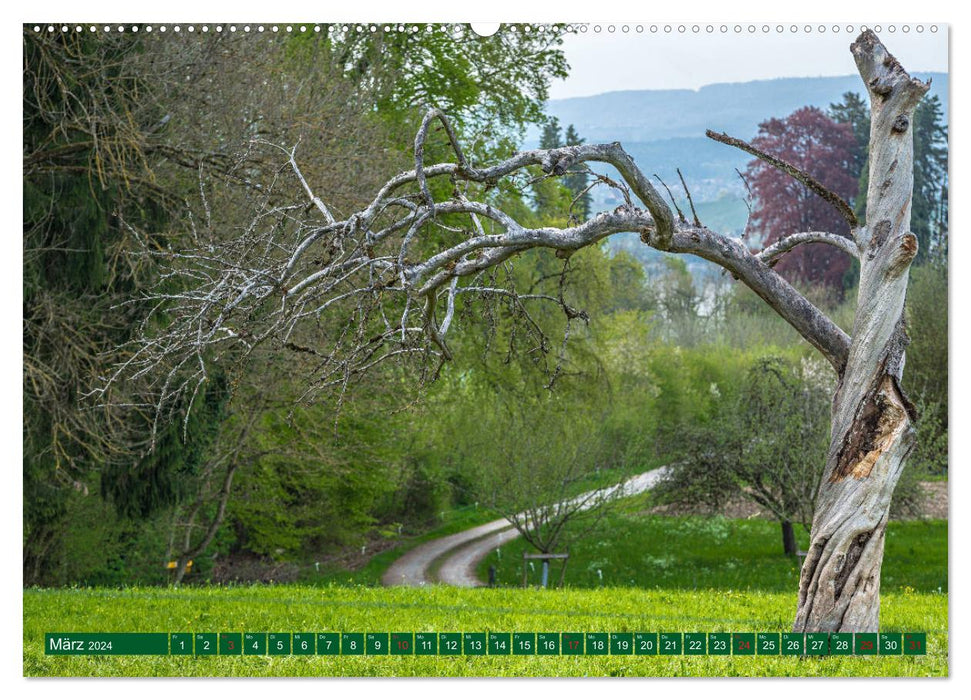 Sanfte Riesen - Bäume zum Träumen (CALVENDO Premium Wandkalender 2024)