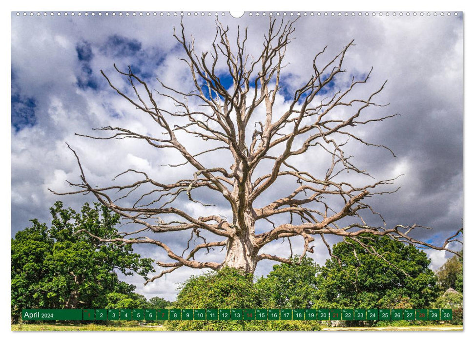 Gentle Giants – Des arbres pour rêver (Calvendo Premium Calendrier mural 2024) 