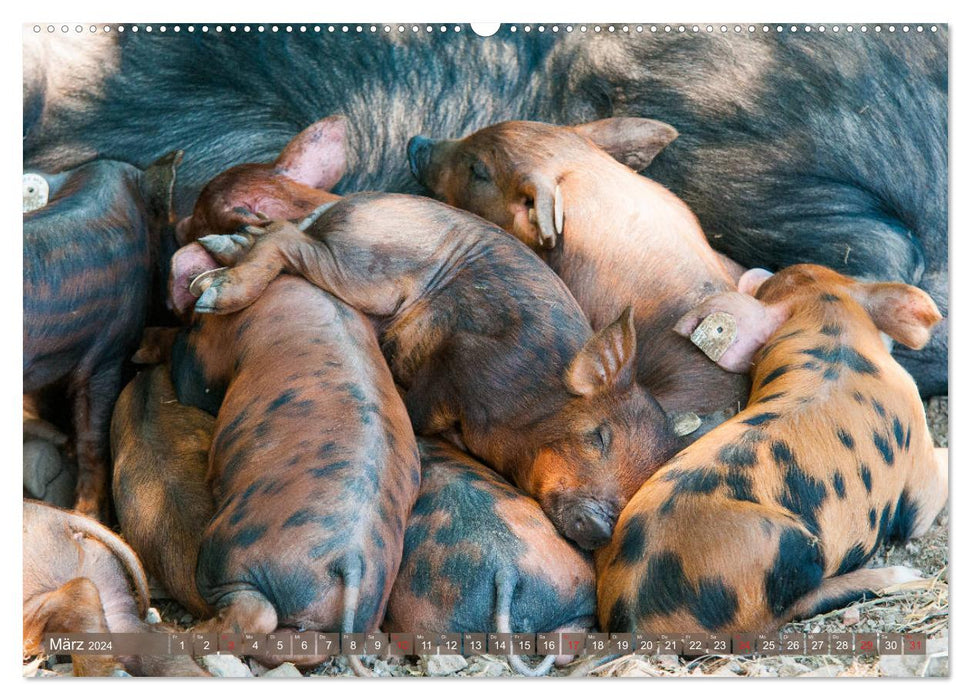 Glückliche Schweine Berkshire-Iberico Ferkel (CALVENDO Premium Wandkalender 2024)