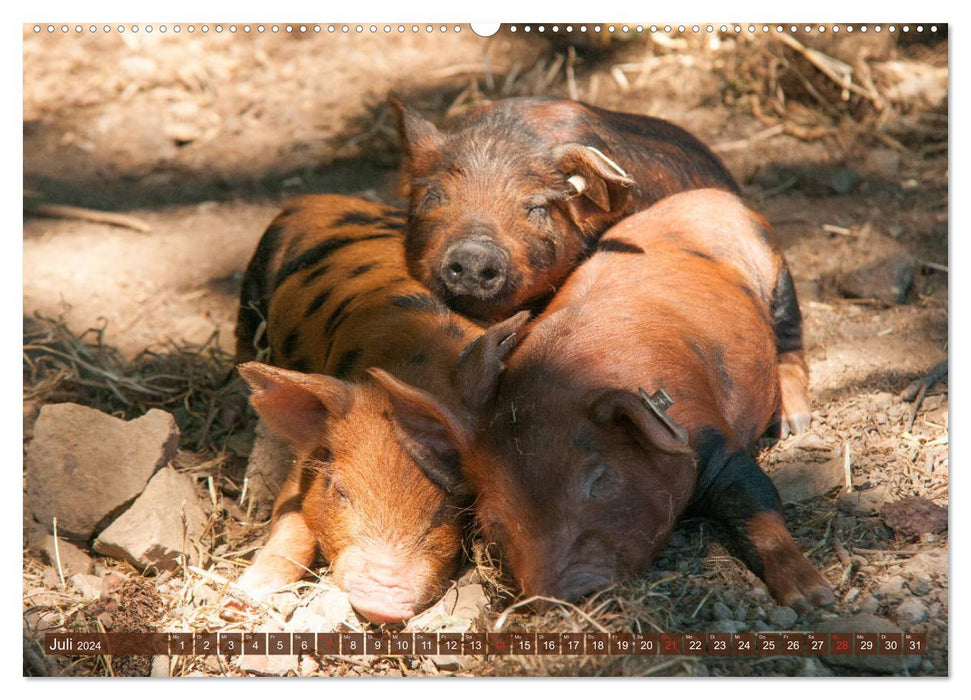 Glückliche Schweine Berkshire-Iberico Ferkel (CALVENDO Premium Wandkalender 2024)